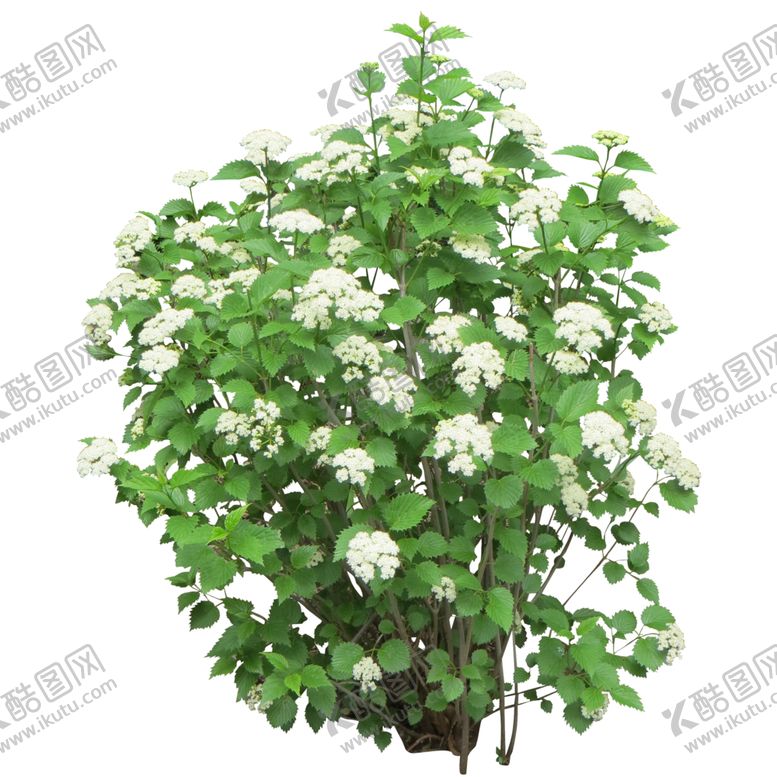 编号：89974706301503278541【酷图网】源文件下载-小清新植物
