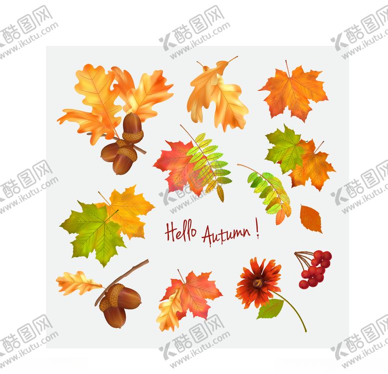 编号：93491310091021305102【酷图网】源文件下载-枫叶