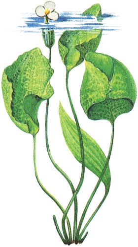 免扣水生植物素材图片