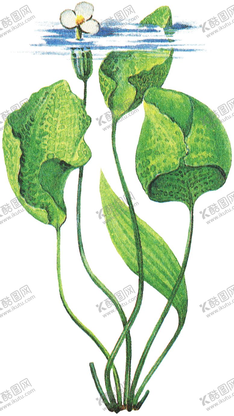 编号：22186207051329599135【酷图网】源文件下载-免扣水生植物素材图片