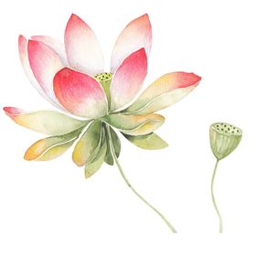 荷花素材立夏背景夏天叶插画国潮