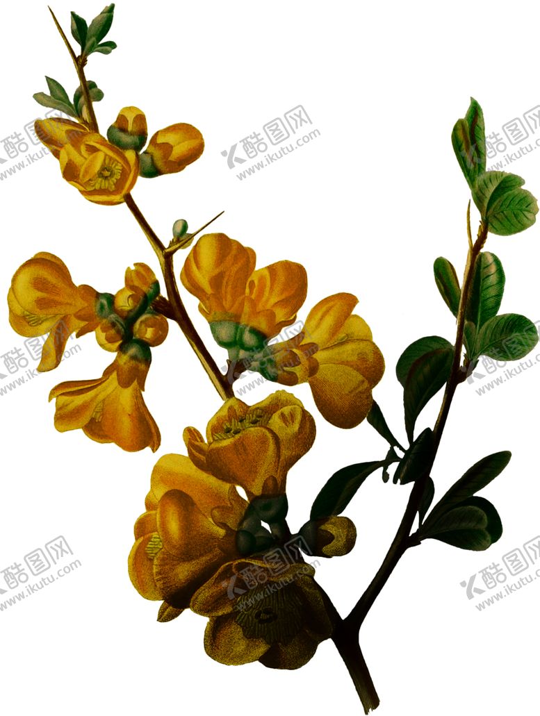 编号：77835110072200098983【酷图网】源文件下载-暗黑风植物花朵