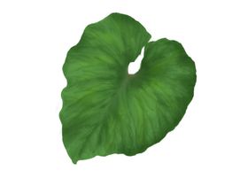 植物叶子纹理手绘树叶背景水彩