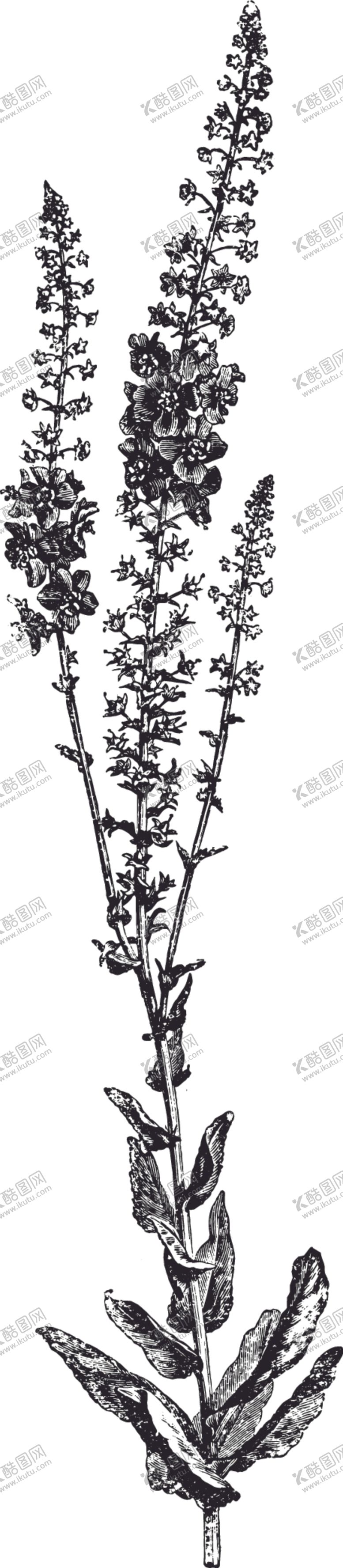 编号：46374307140644412152【酷图网】源文件下载-线描植物
