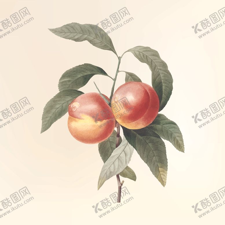 编号：96118210082326289111【酷图网】源文件下载-桃子