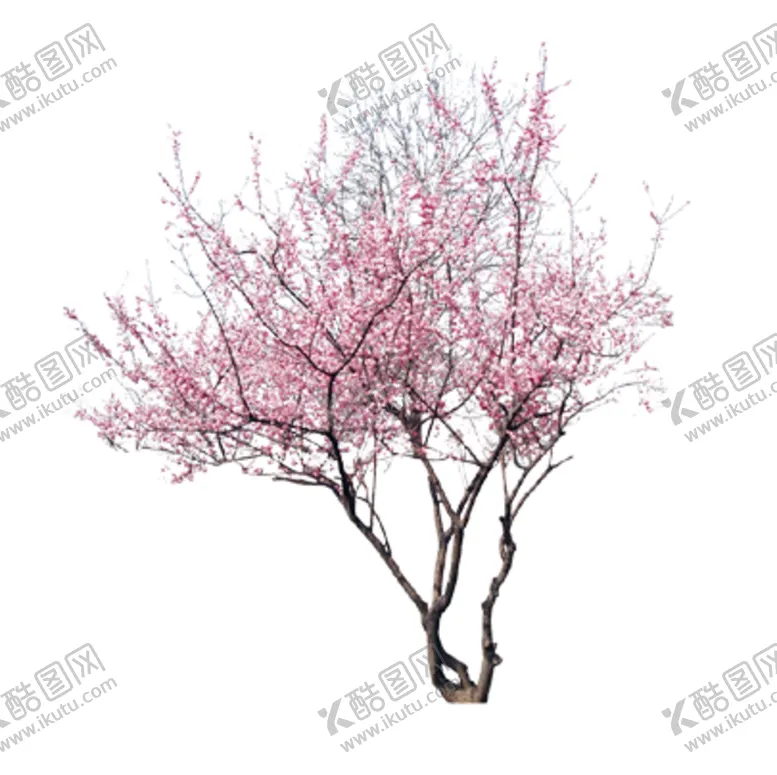 编号：10403204061139053894【酷图网】源文件下载-樱花装饰素材