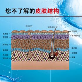 皮肤结构