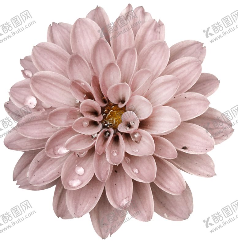 编号：36346810190427481520【酷图网】源文件下载-暗黑哥特风装饰花朵