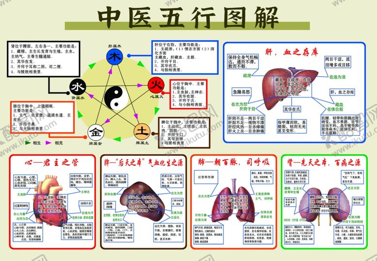 编号：93167804072034207985【酷图网】源文件下载-中医五行脏腑图解
