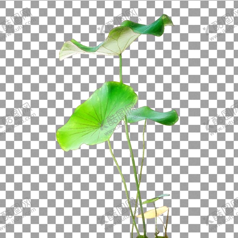 编号：27191410071850361971【酷图网】源文件下载-透明底荷花