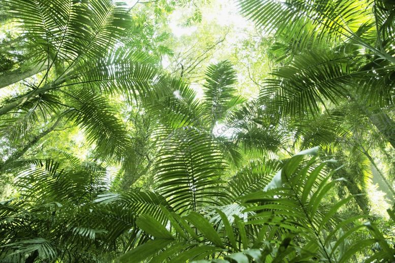 编号：86920604041214373800【酷图网】源文件下载-森林旅游风景