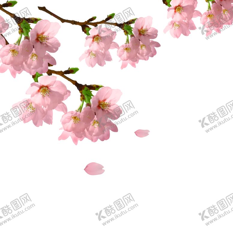编号：26275604191930515707【酷图网】源文件下载-桃花素材