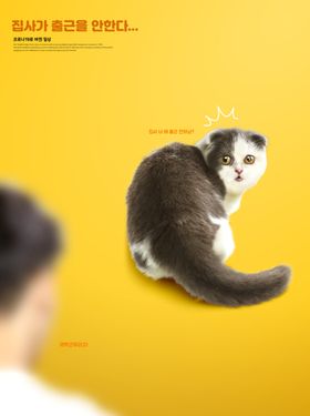 小猫海报