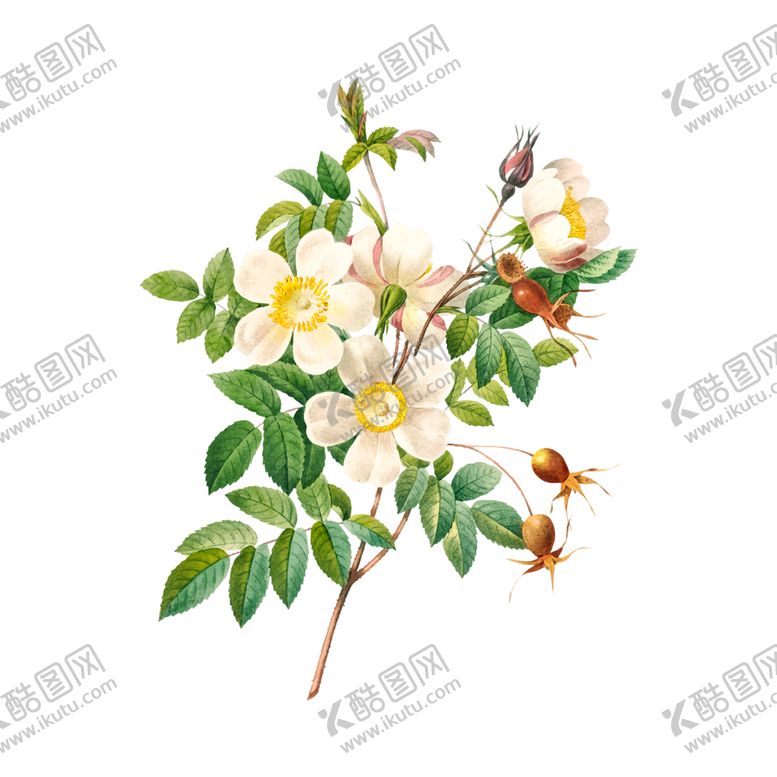编号：60003705050815304638【酷图网】源文件下载-花卉插图