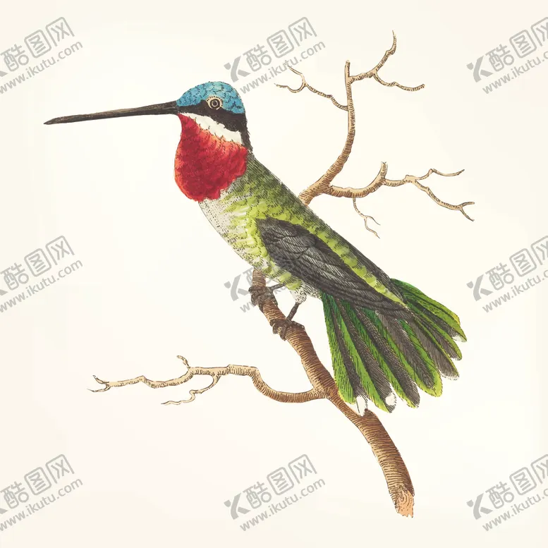 编号：65698604252352125268【酷图网】源文件下载-鸟类插画