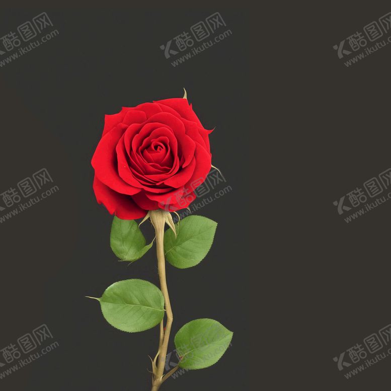 编号：93810609140800261046【酷图网】源文件下载-玫瑰花
