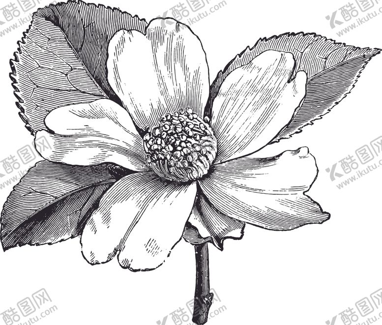 编号：40514509281936234829【酷图网】源文件下载-线描植物