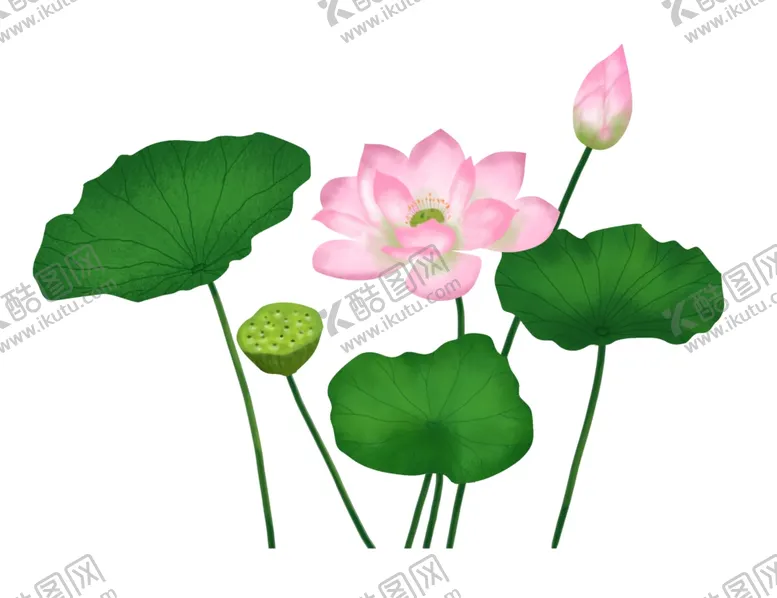 编号：95064803221448347587【酷图网】源文件下载-荷花