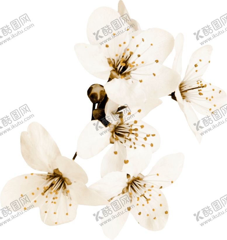 编号：76780710221409405137【酷图网】源文件下载-创意花朵植物图案