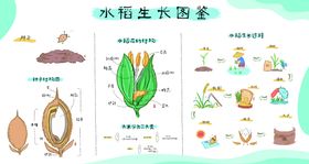 水稻生长图鉴