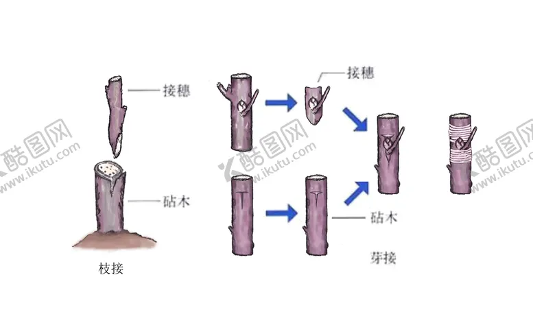 编号：76493410160615111236【酷图网】源文件下载-嫁接图解 芽接 枝接