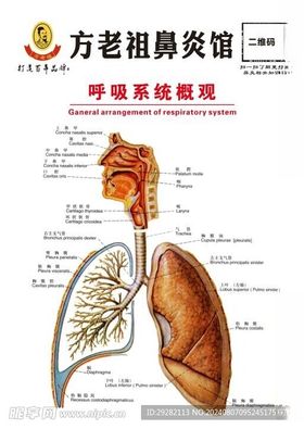 鼻炎馆呼吸系统概观展板