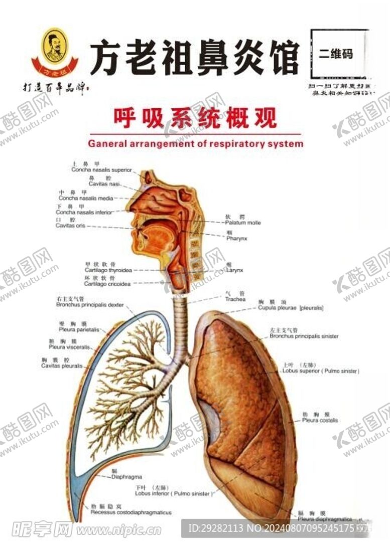 编号：91733202181622479597【酷图网】源文件下载-鼻炎馆呼吸系统概观展板