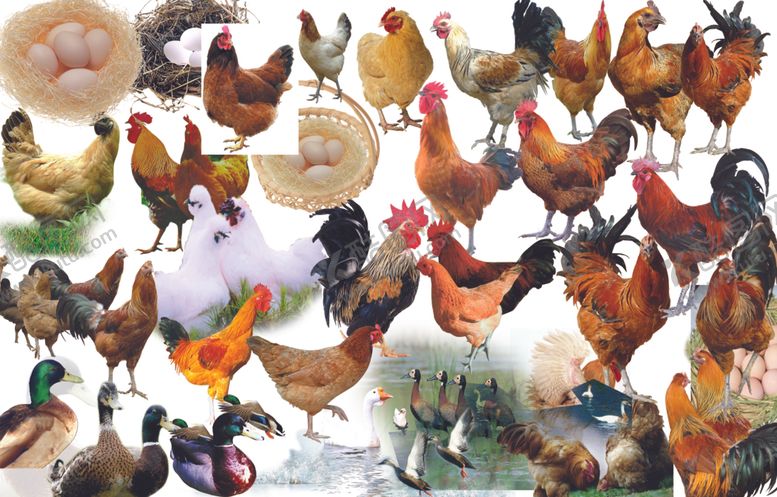 编号：73975011020220133327【酷图网】源文件下载-家禽