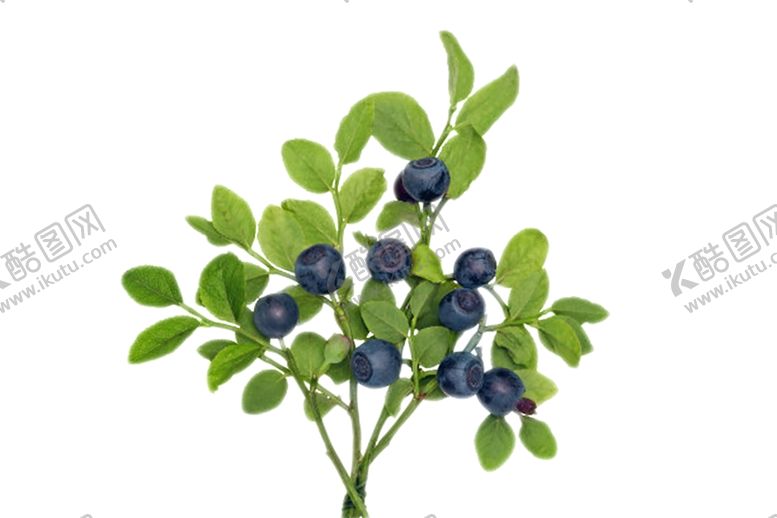 编号：64069510151944539723【酷图网】源文件下载-水果