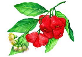 蔬菜