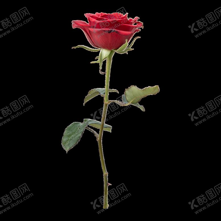 编号：75062109260142479781【酷图网】源文件下载-玫瑰 花卉 花朵