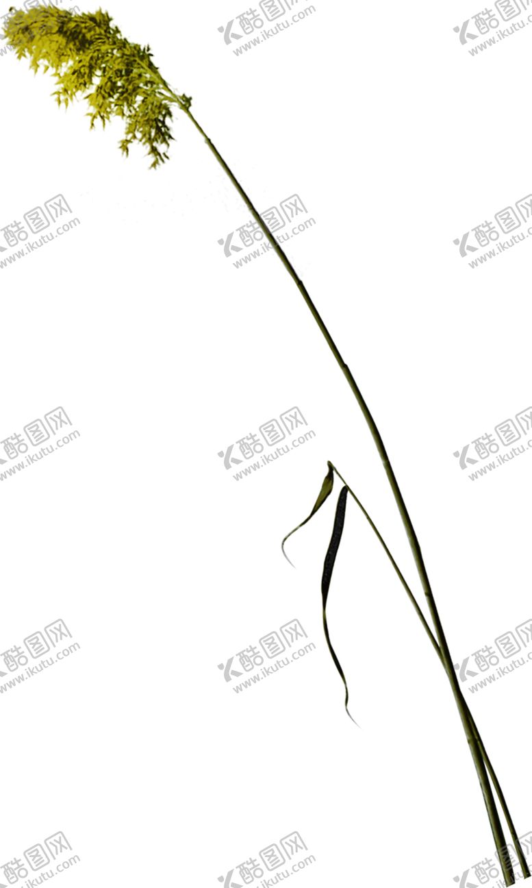 编号：32198009292150313262【酷图网】源文件下载-绿色装饰