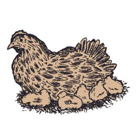 家养动物主题插画