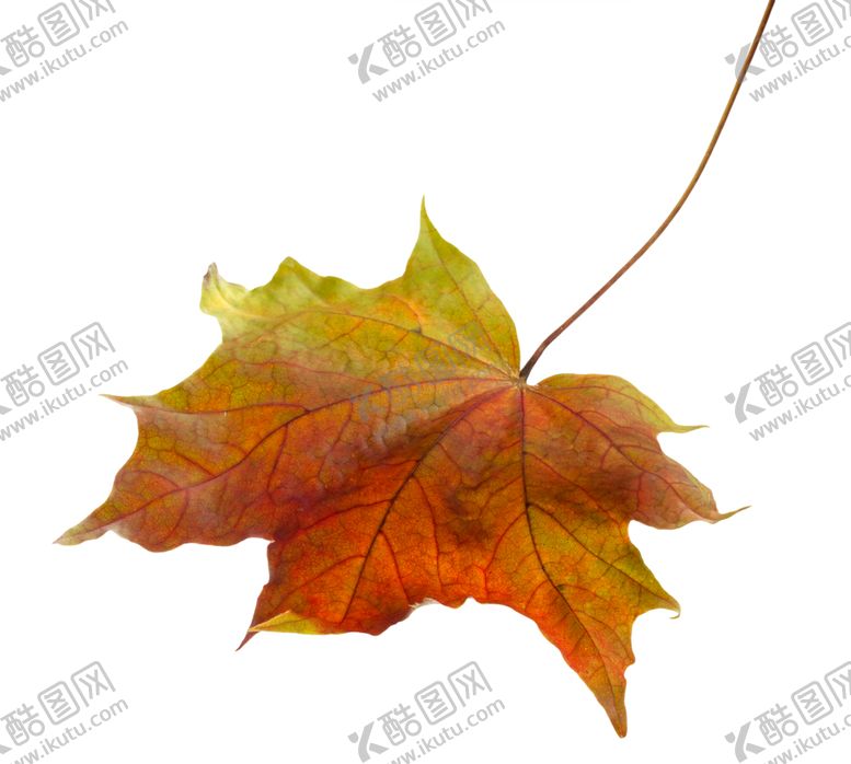 编号：11078709210753258043【酷图网】源文件下载-枫叶