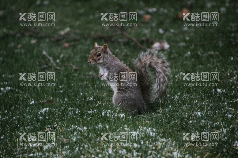 编号：31299712211836479156【酷图网】源文件下载-松鼠