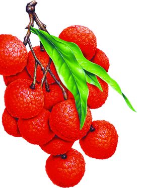 荔枝