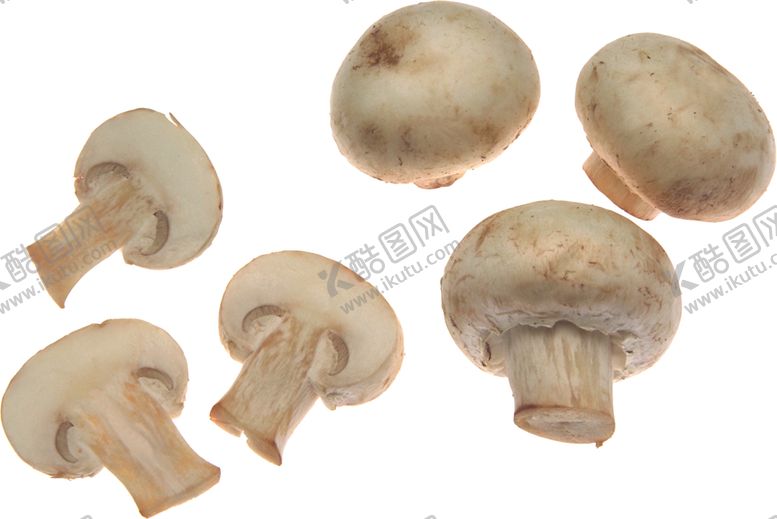 编号：10040509171637198269【酷图网】源文件下载-蘑菇