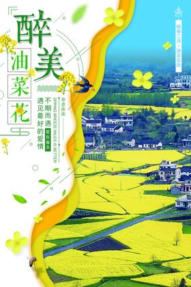 油菜花