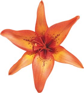 百合花