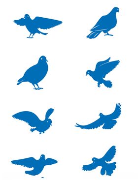 鸽子剪影