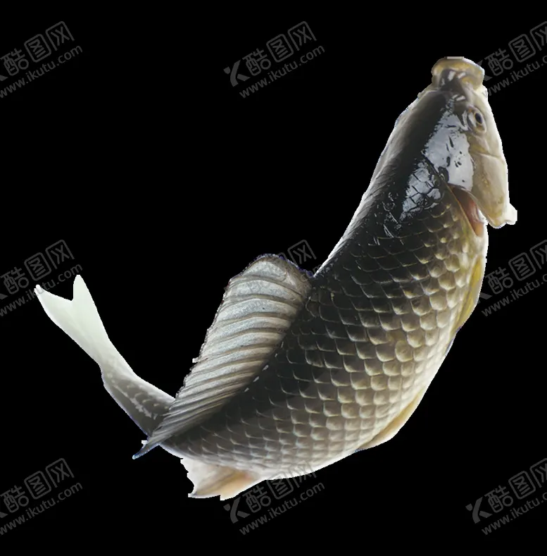 编号：82036509180247501908【酷图网】源文件下载-鲫鱼