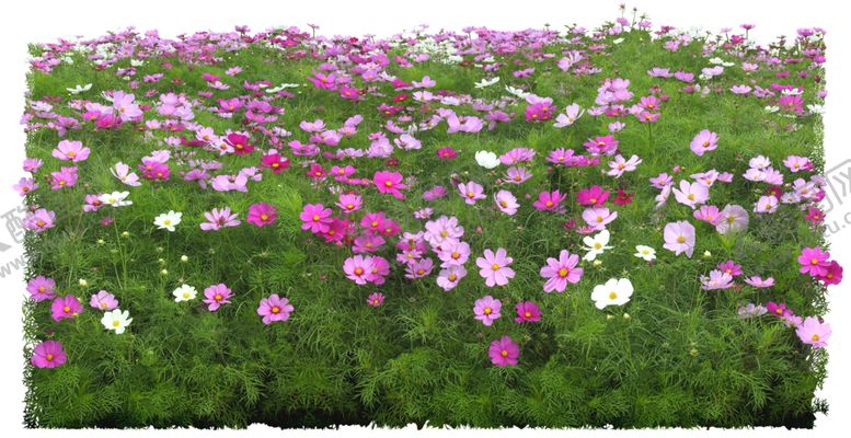 编号：75712409190628112224【酷图网】源文件下载-矮花卉