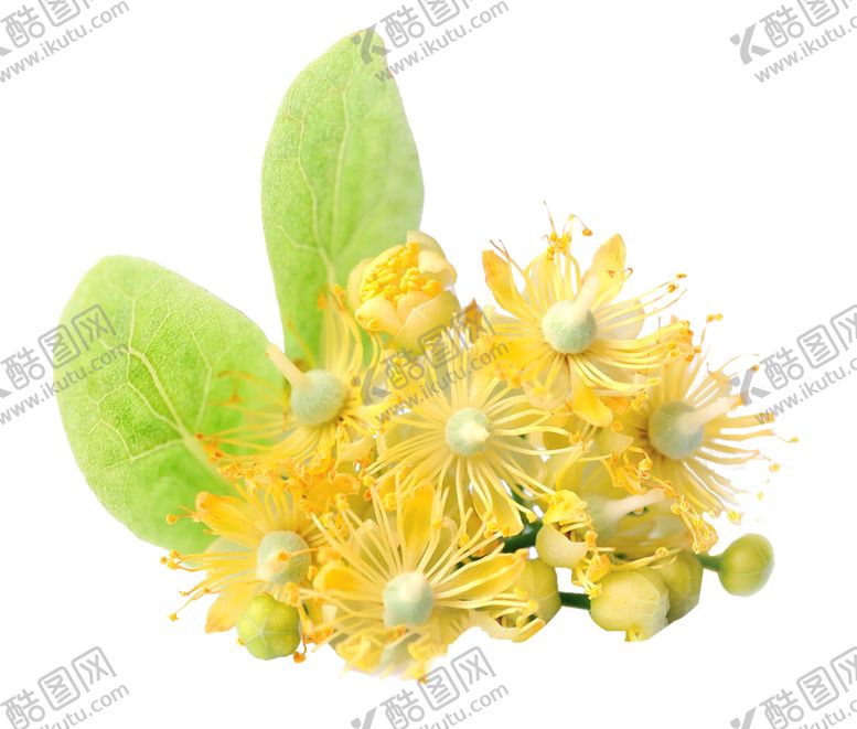 编号：14421609271220451992【酷图网】源文件下载-花朵