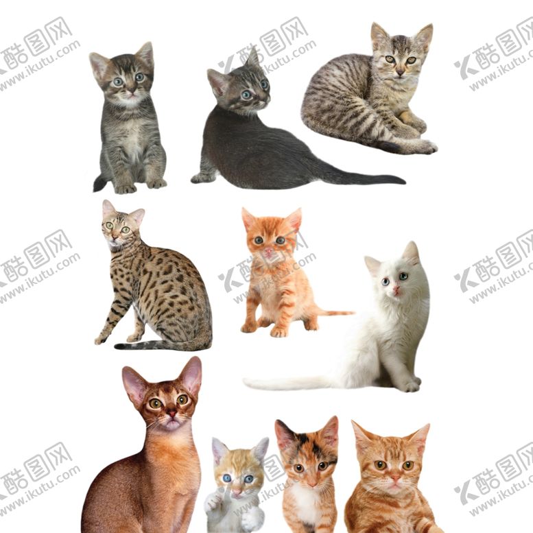 编号：86070507060629559339【酷图网】源文件下载-猫咪
