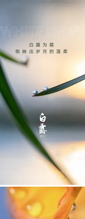 白露谷雨节气海报