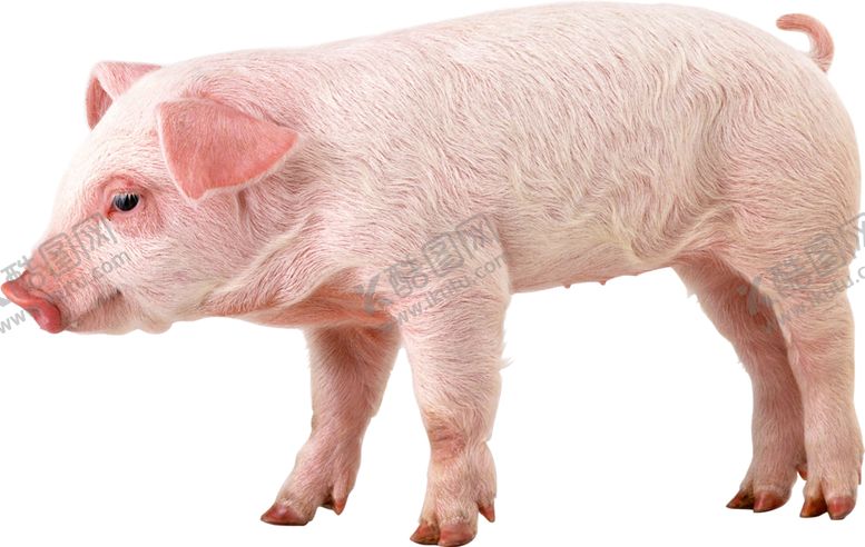编号：31463009110345342820【酷图网】源文件下载-可爱动物小猪