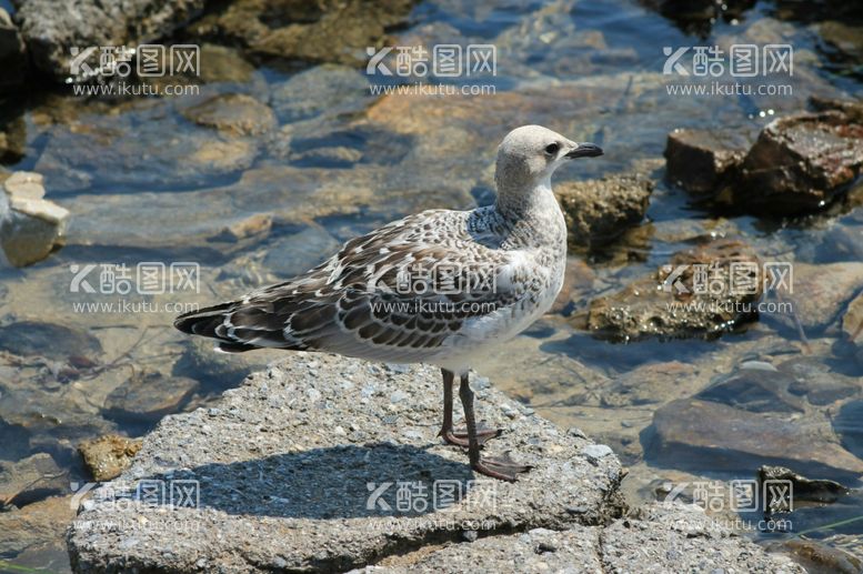 编号：50043012201543512783【酷图网】源文件下载-海鸥