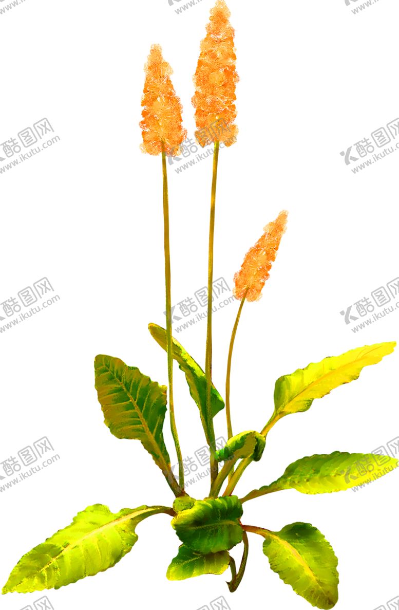 编号：82456306160558562902【酷图网】源文件下载-花素材