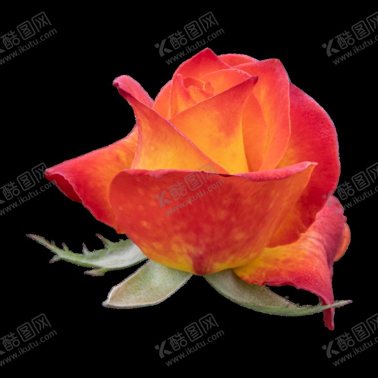 编号：05837209261222081907【酷图网】源文件下载-花卉 花朵 免扣花