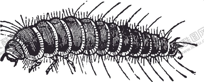 编号：30095809092223264739【酷图网】源文件下载-自然昆虫标本插画